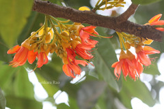 Castanospermum australe